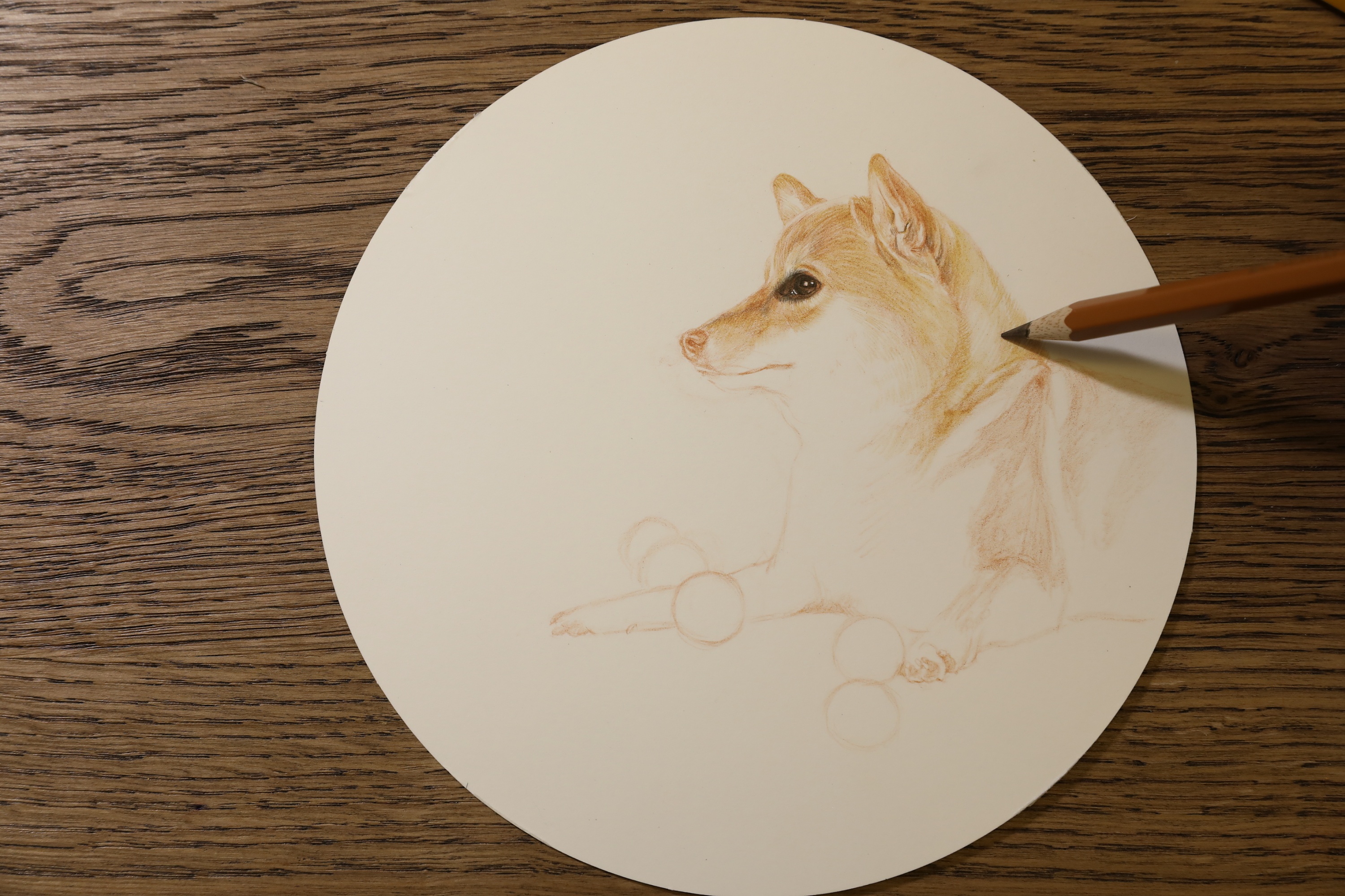 彩铅|柴犬绘画步骤|插画|商业插画|文静手绘 - 原创作品 - 站酷