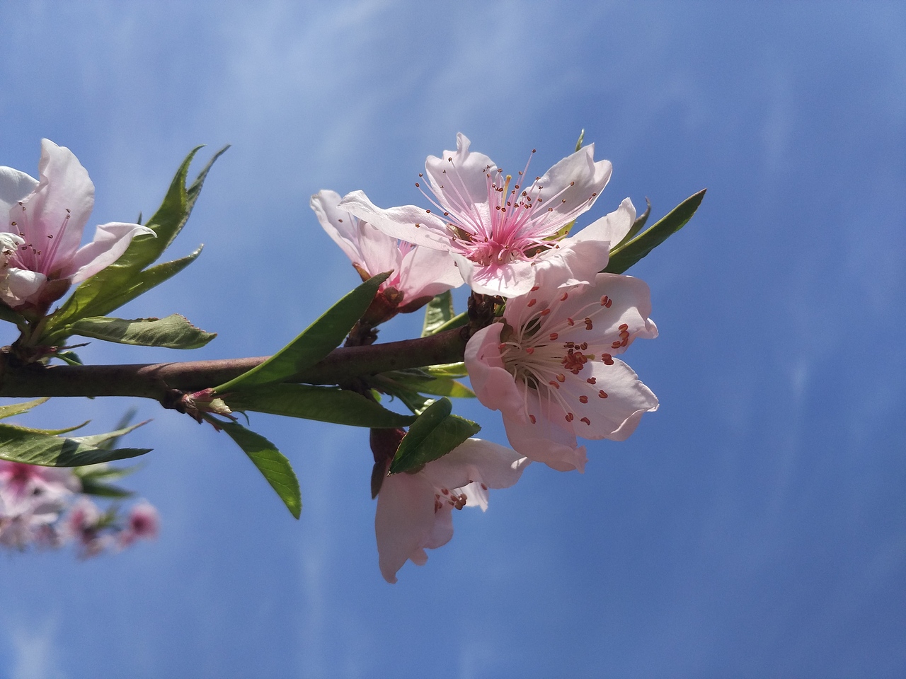 老家賞花（圖ZNzU1MzI0MDg=） - 風(fēng)光攝影 - 站酷設(shè)計(jì)師山山而川上的麥子原創(chuàng)素材 - 站酷ZCOOL