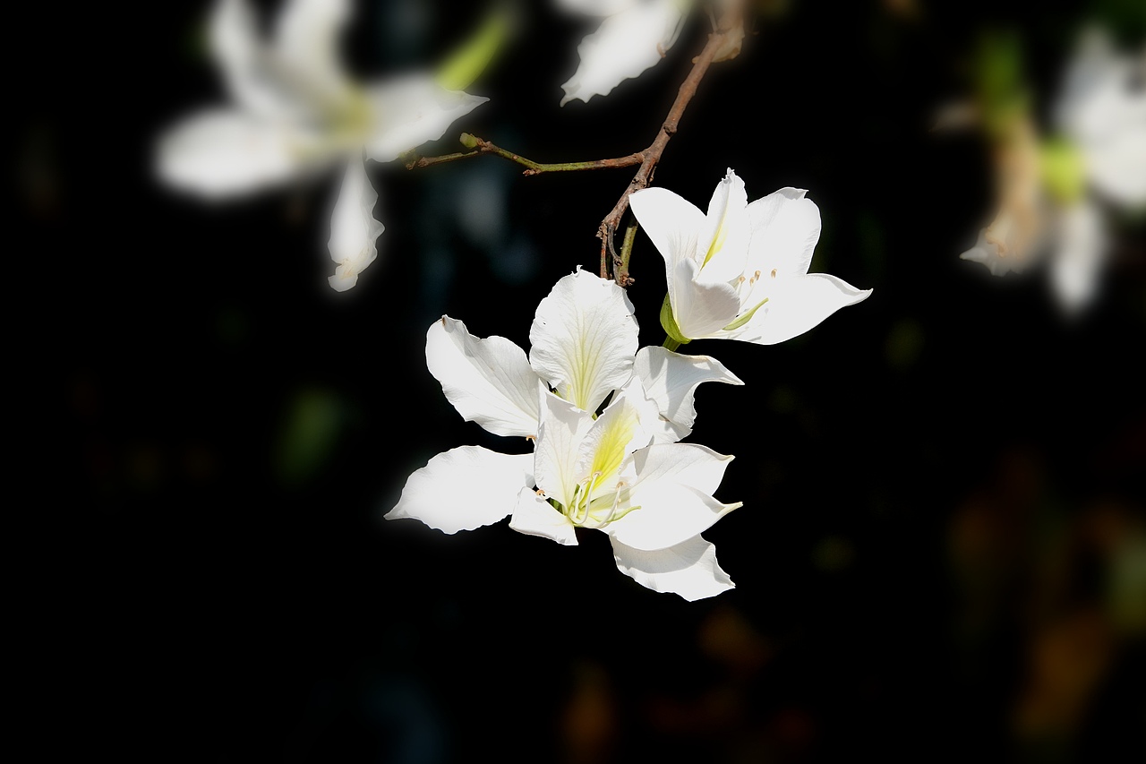 开了又开的紫荆花