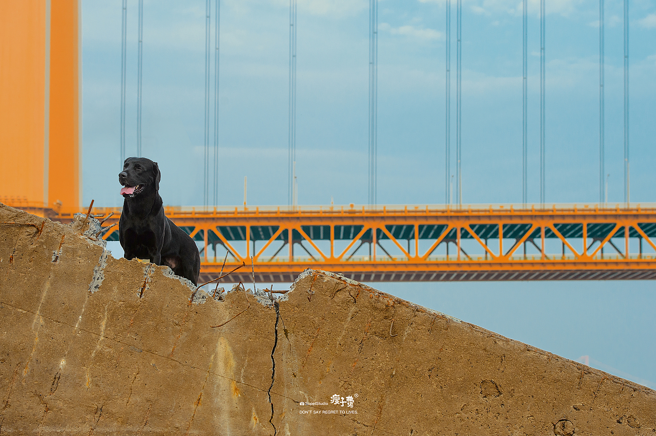 武汉杨泗港长江大桥（图ZMjg1Nzc1OTY0） - 宠物摄影 - 站酷设计师宠物摄影师瘦子费原创素材 - 站酷ZCOOL