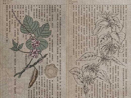 插画-中草药纯手绘+板绘