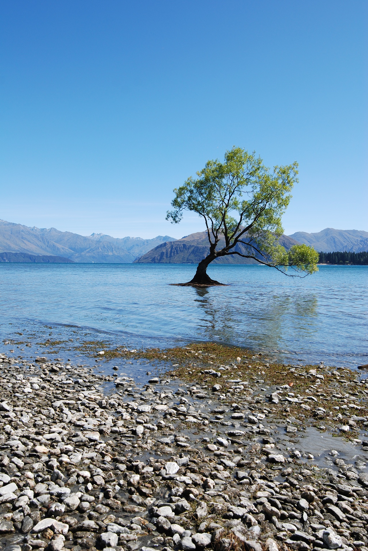 新西兰南岛 瓦纳卡湖 山 水 湖 树|摄影|风光摄影|摄影鸡与咖啡虎 - 原创作品 - 站酷 (ZCOOL)