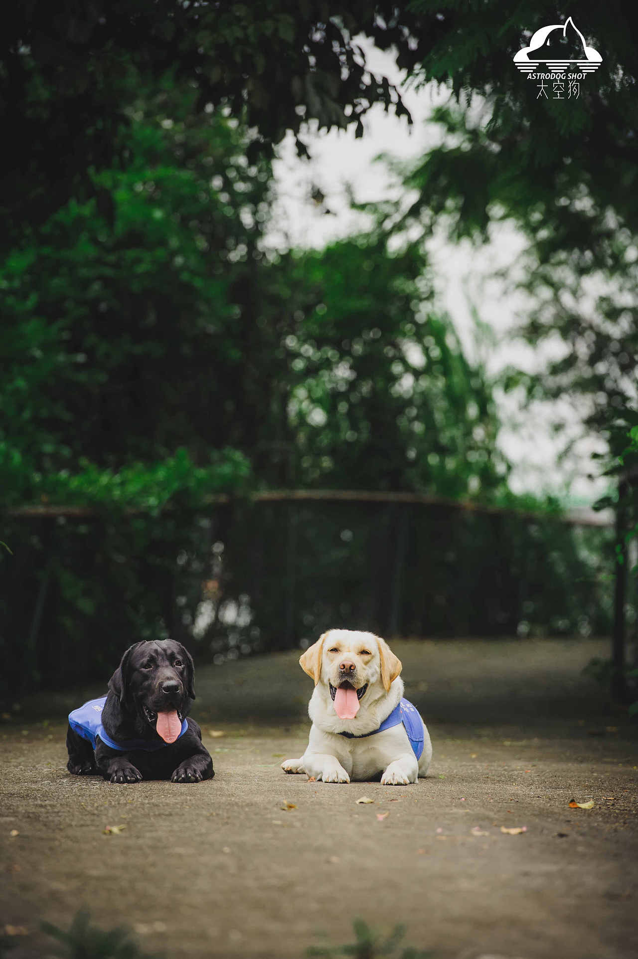 导盲犬公益:我们是盲人的眼睛,你愿意为我们发声吗?