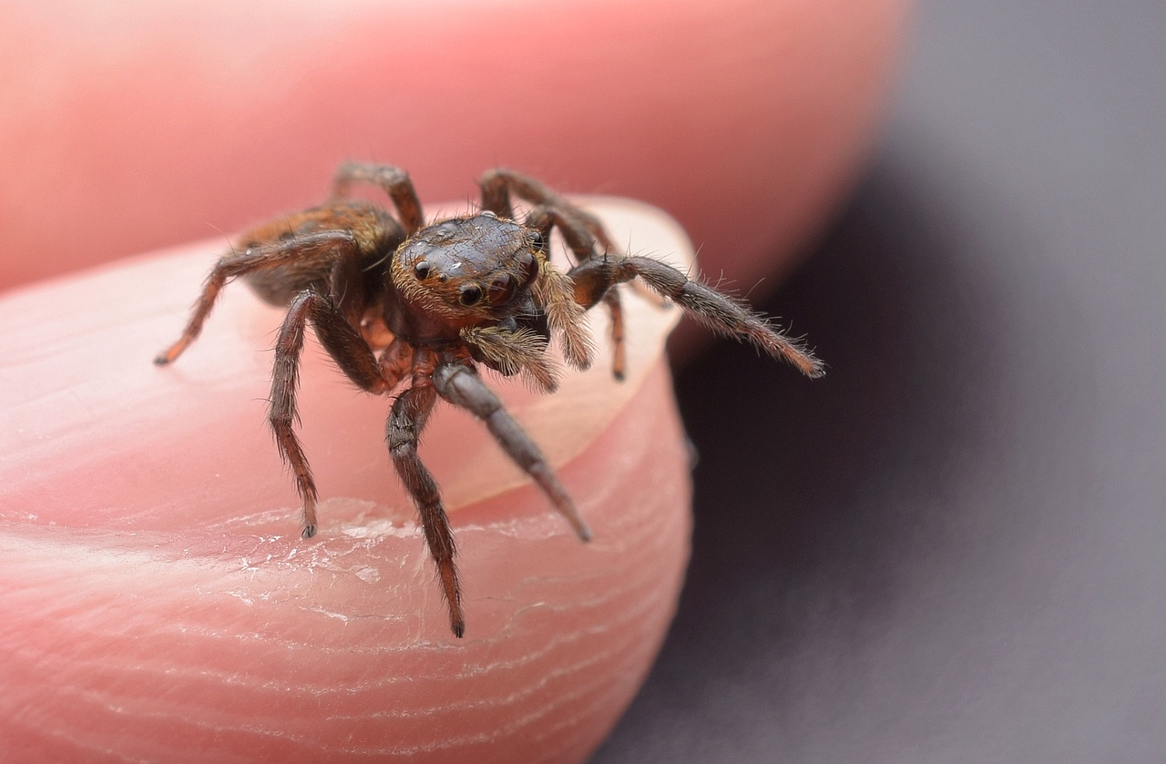 小跳蛛花蛤沙蛛