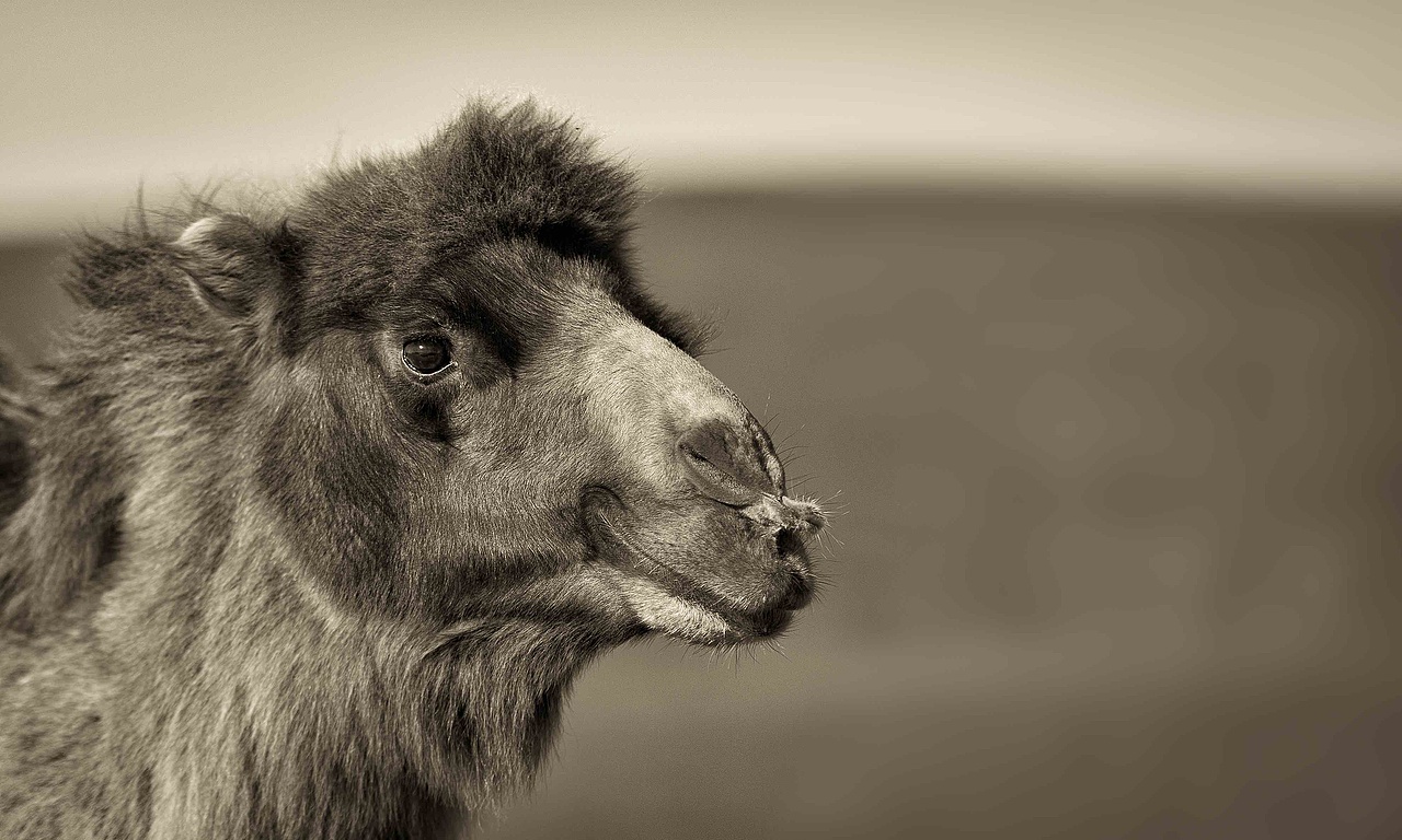 Ulan Buh GlOBAL PHOTOGRAPHY GRAND CEREMONY PART.01