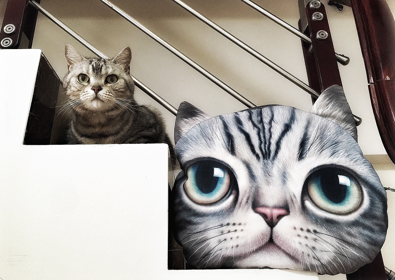 廖小咪（图ZNDE0MzIwOTY=） - 宠物摄影 - 站酷设计师夜迷原创素材 - 站酷ZCOOL