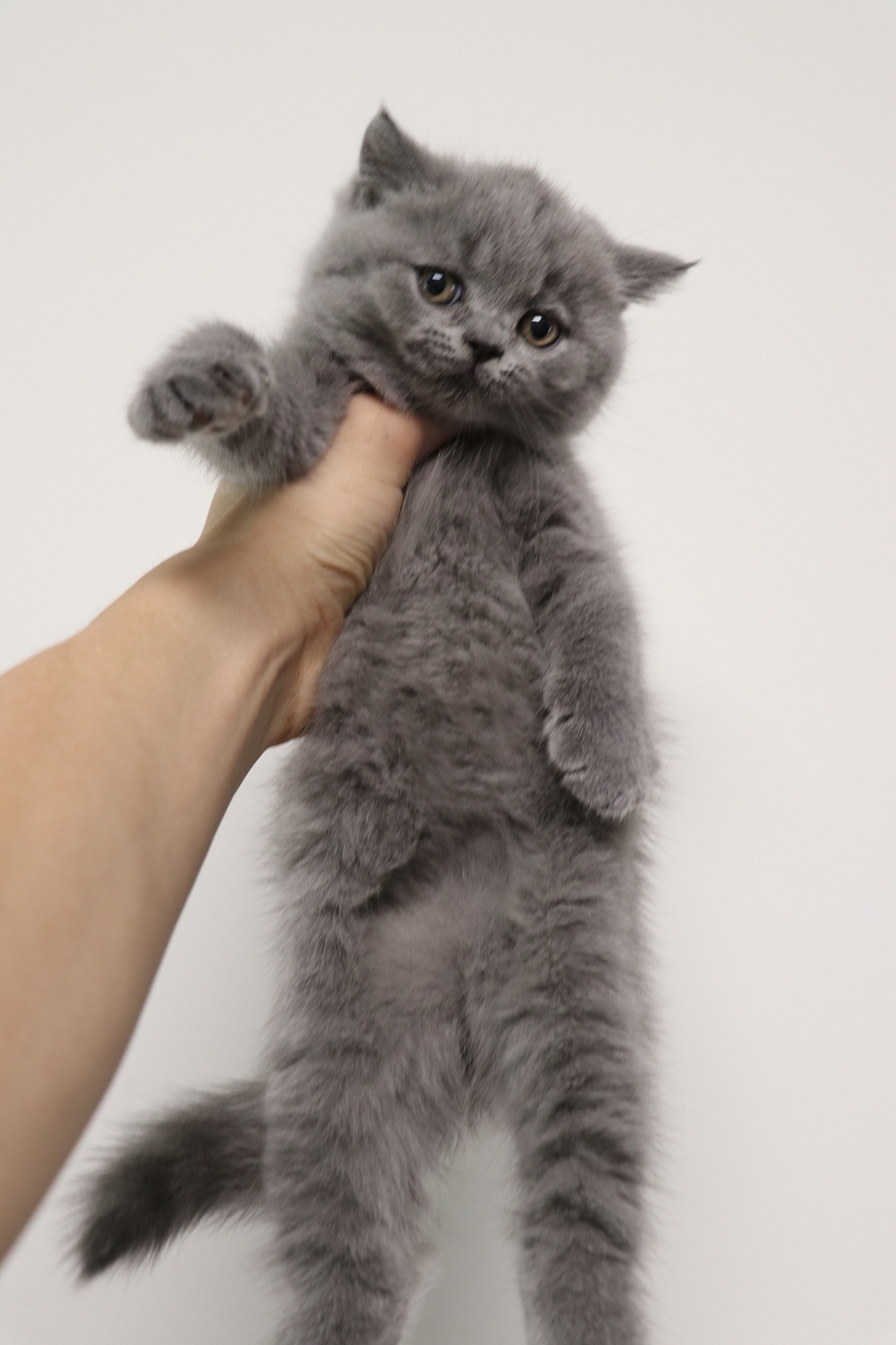 603英短纯蓝公沐米猫舍英短双血统蓝猫