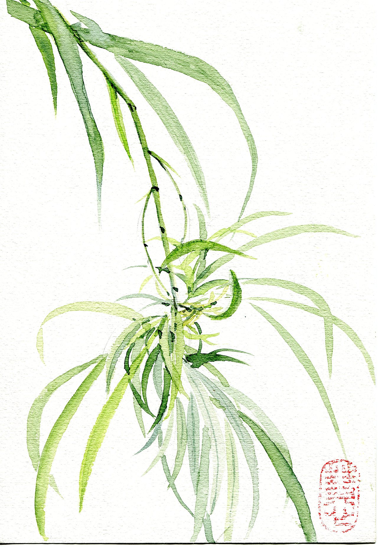 金边吊兰水彩手绘|插画|创作习作|乙木绘_原创作品-站酷(zcool)