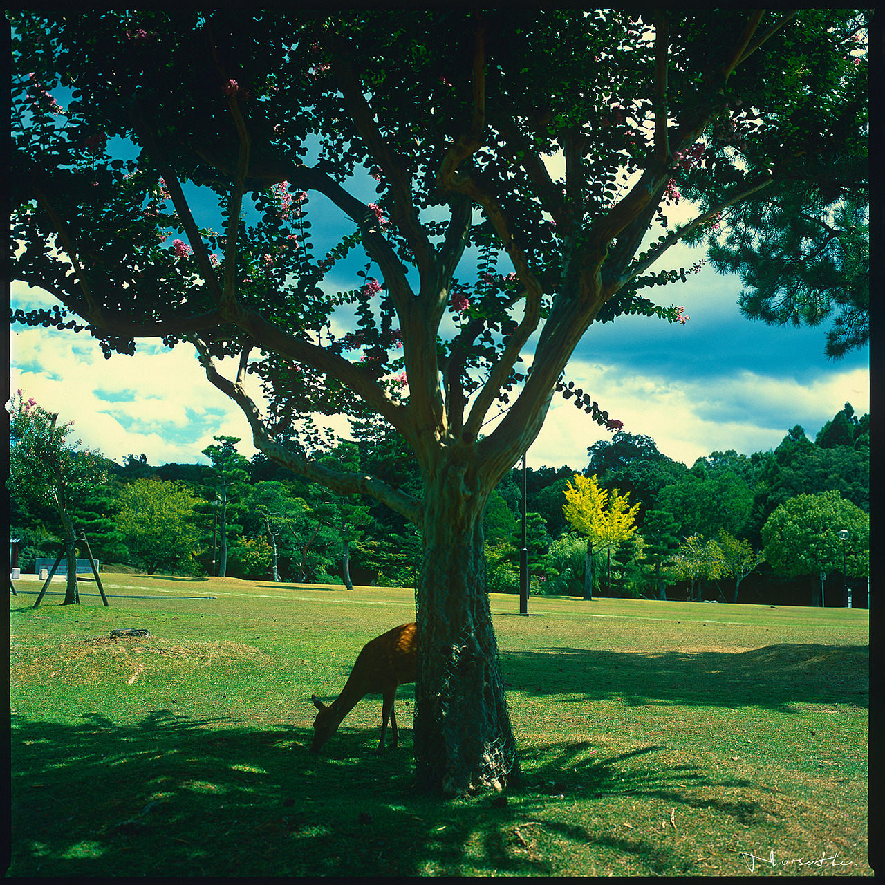 哈苏眼中的京都与东京