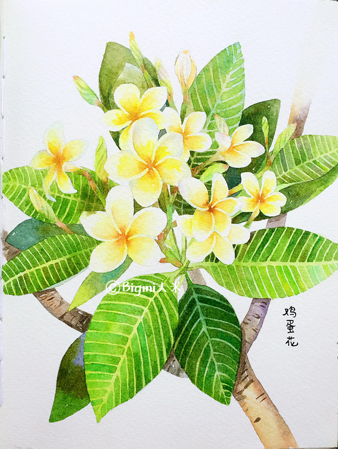那些花儿-原创手绘水彩插画(图ZMTE5ODc1OTQ0) - 艺术插画 - 站酷设计师Bigmi大米原创素材 - 站酷ZCOOL