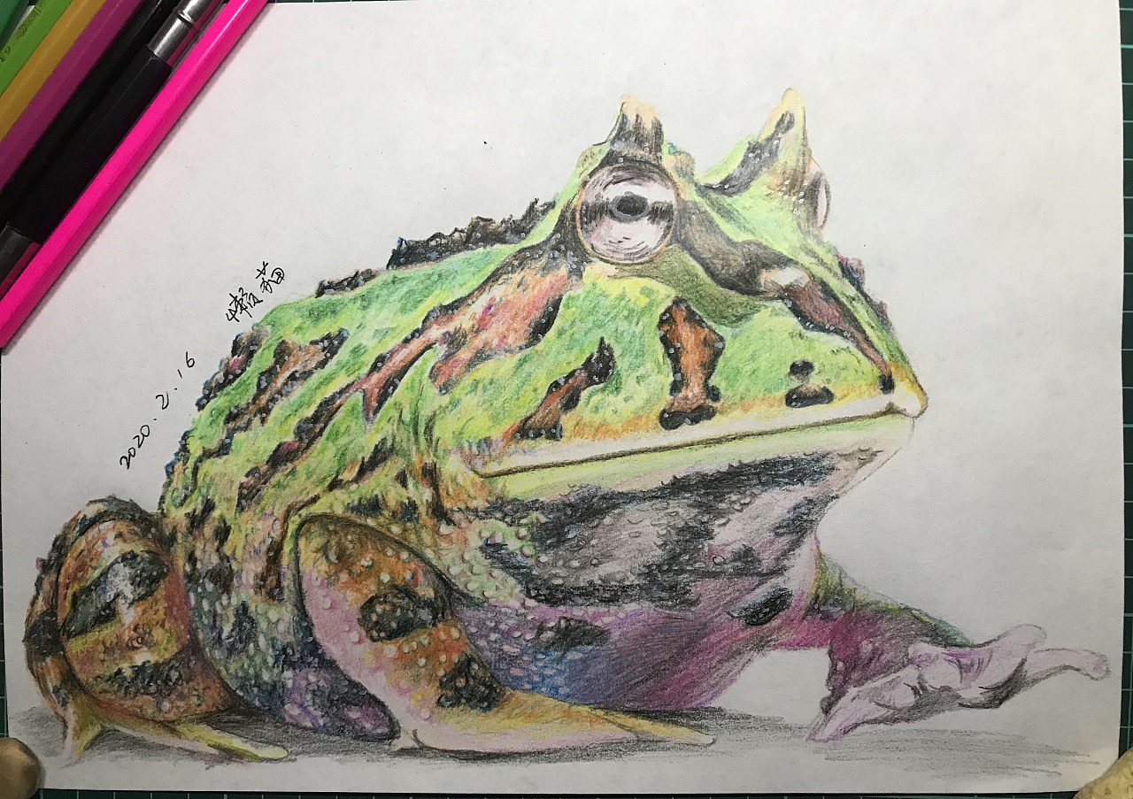 彩铅-角蛙