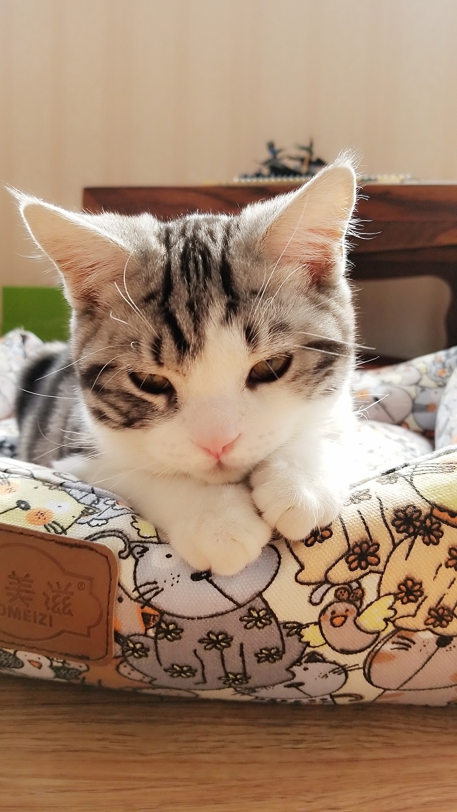 猫喵|纯艺术|绘画|z09566944 - 原创作品 - 站酷 (zcool)