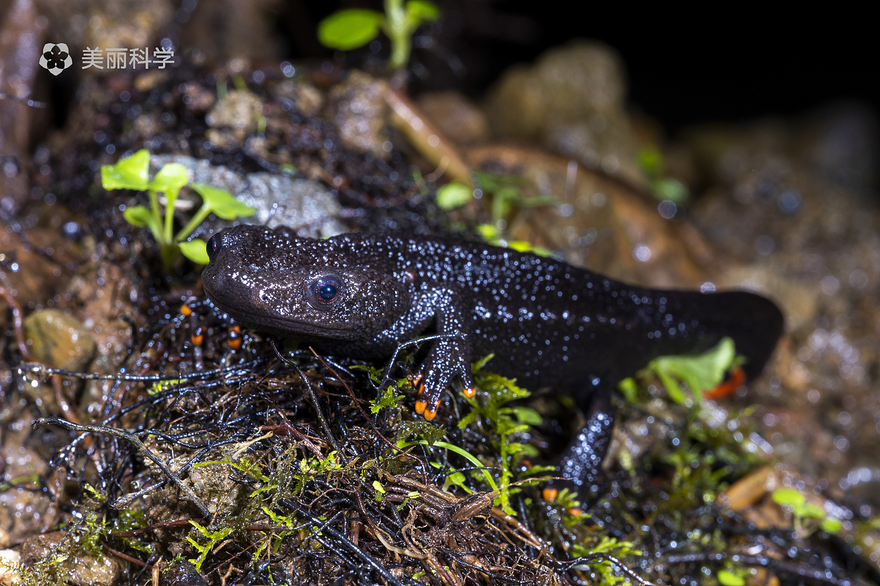 中国动物·两爬之美|红黑相间的奇妙生物-中国疣螈属