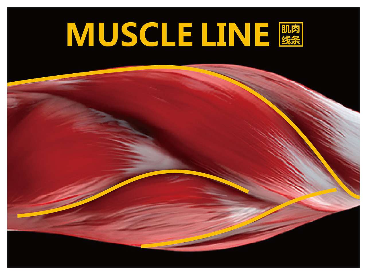 MEGA STRENGTH健身房LOGO