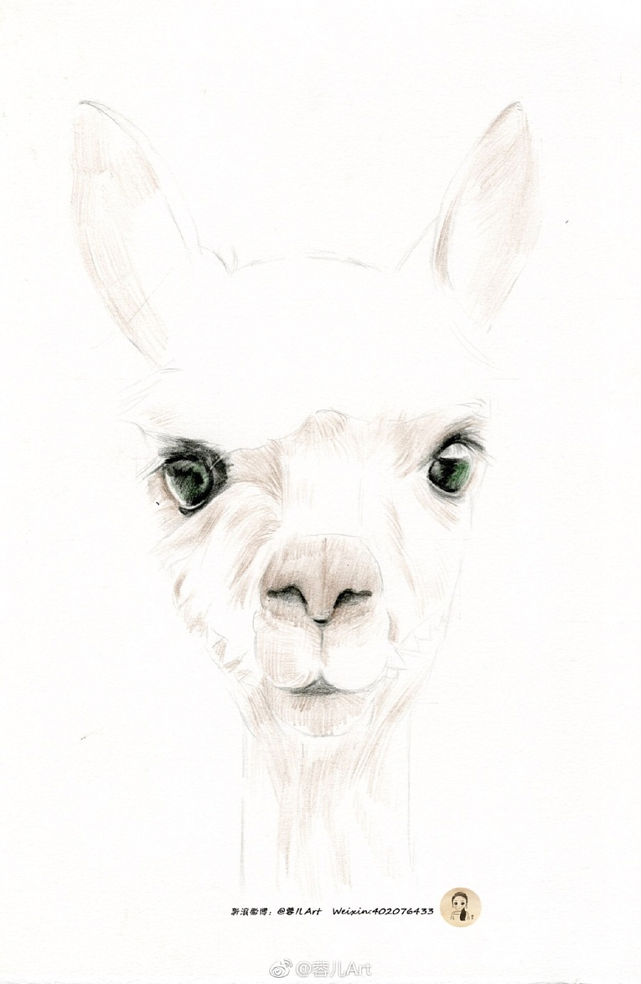 【羊驼】彩铅作品过程