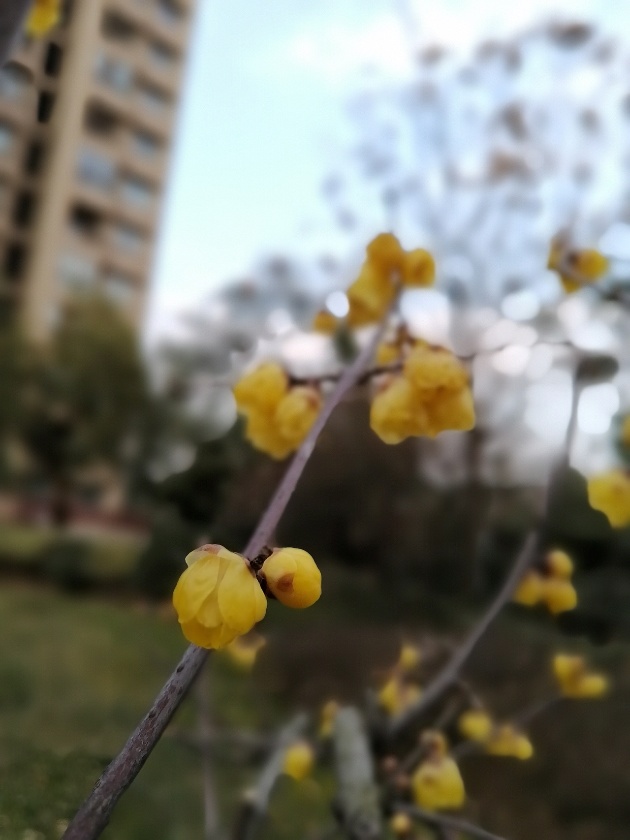 梅（图ZMTk1MzY5MDI4） - 环境/建筑摄影 - 站酷设计师Z86709139原创素材 - 站酷ZCOOL