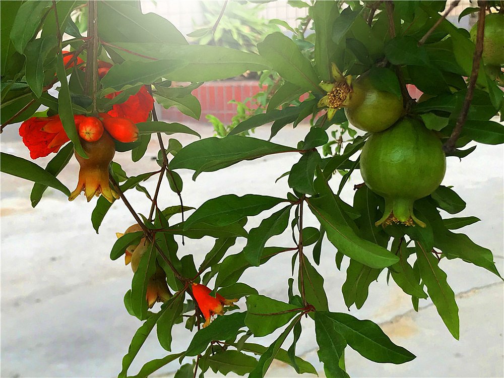 刘勇良手机纪实摄影:石榴在生长