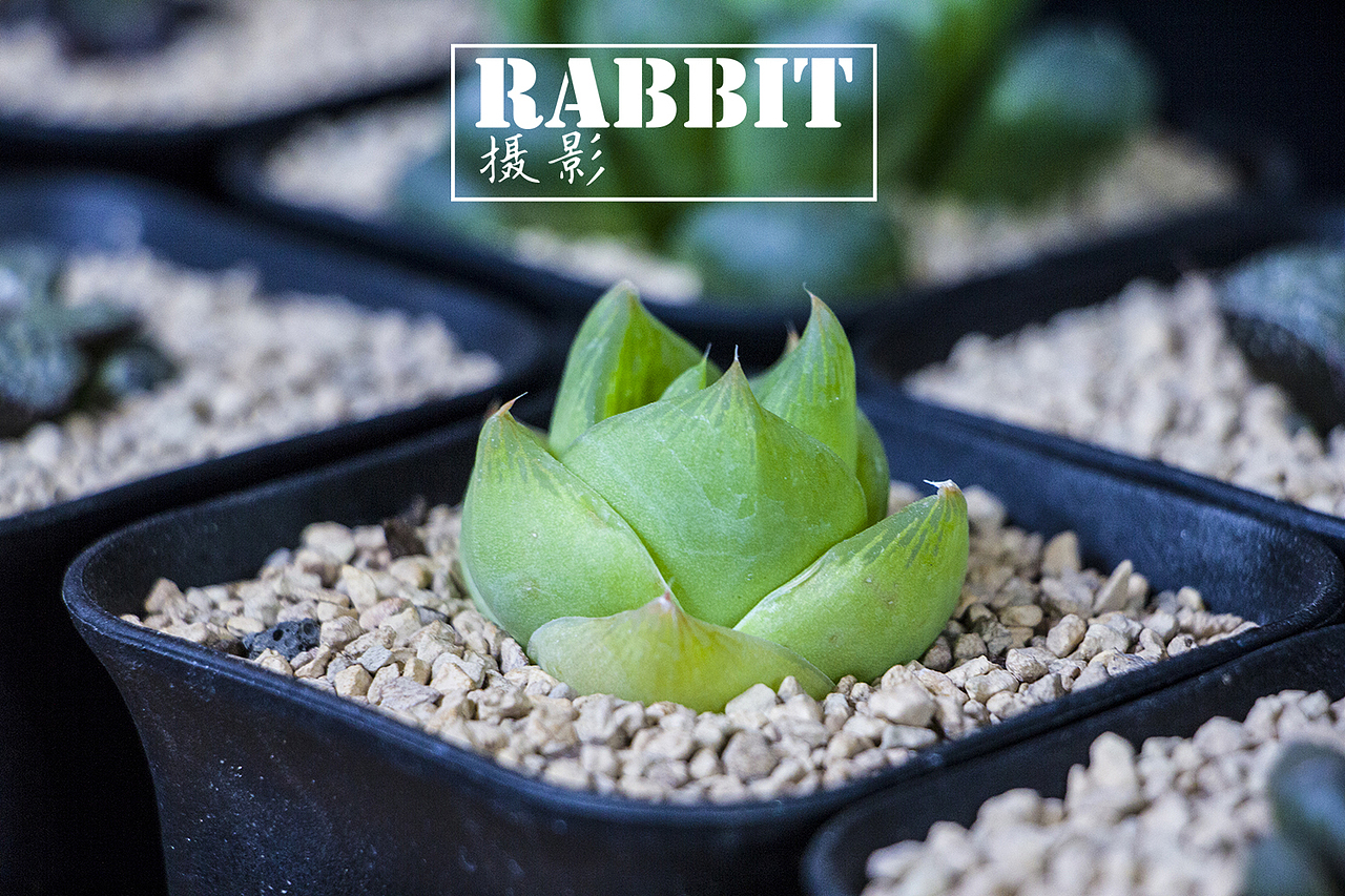 摄影（多肉植物（图ZMTA0MDIyODQ0） - 产品摄影 - 站酷设计师w视角原创素材 - 站酷ZCOOL