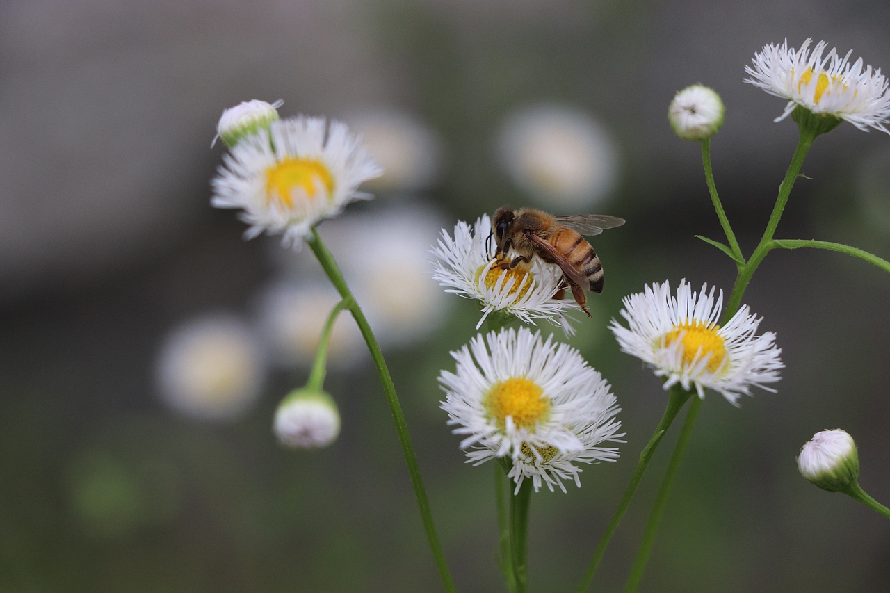 小动物的小小世界