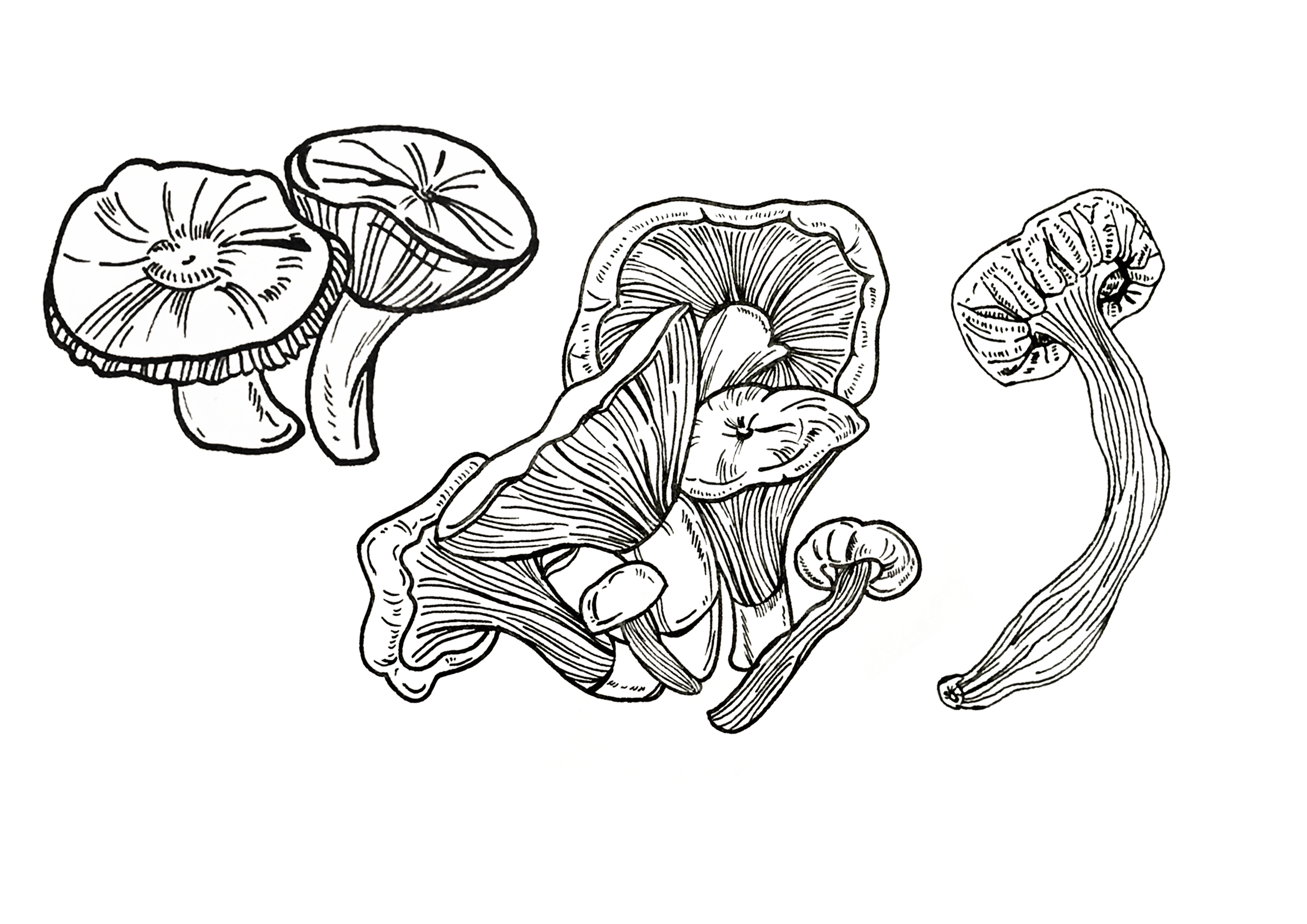 榛蘑的简笔画图片
