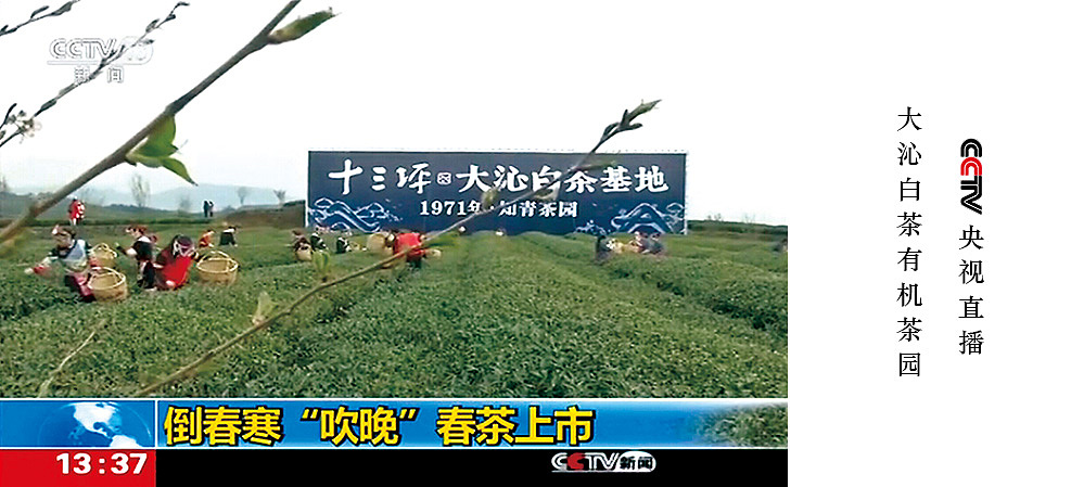 有颜有质，所以任性——海设计「大沁」剧场（图ZNjkyMDgwNTI=） - 品牌 - 站酷设计师萧远海品牌设计所原创素材 - 站酷ZCOOL