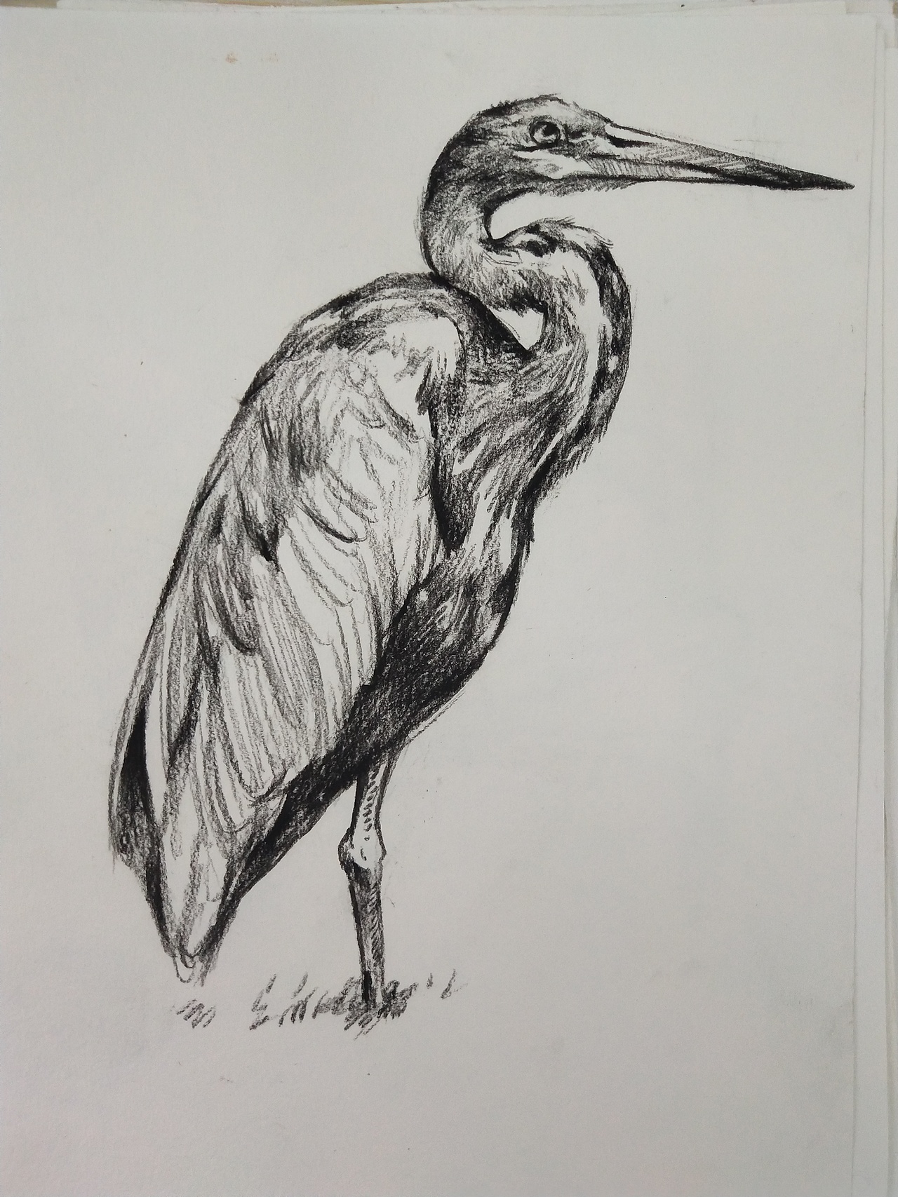 挤时间做的简单的速写动物练习,希望能坚持下去菏泽/插画师/3年前