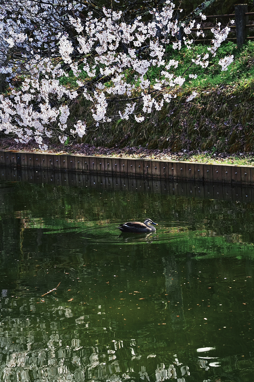 人間四月天|鴨子秀恩愛