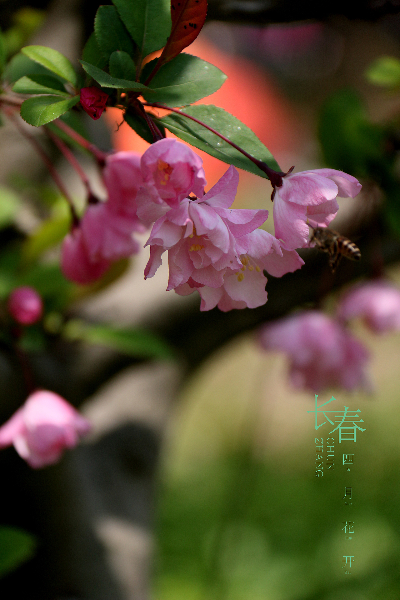 春花儿（图ZNzU2MzQ5MDA=） - 产品摄影 - 站酷设计师马鹏原创素材 - 站酷ZCOOL