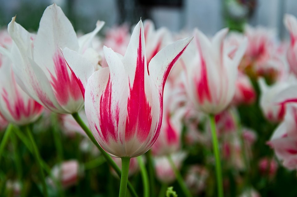 成都 花舞人间风景区（图ZMTYyMjg2NjQ=） - 风光摄影 - 站酷设计师爱摄影的少年斌帅原创素材 - 站酷ZCOOL