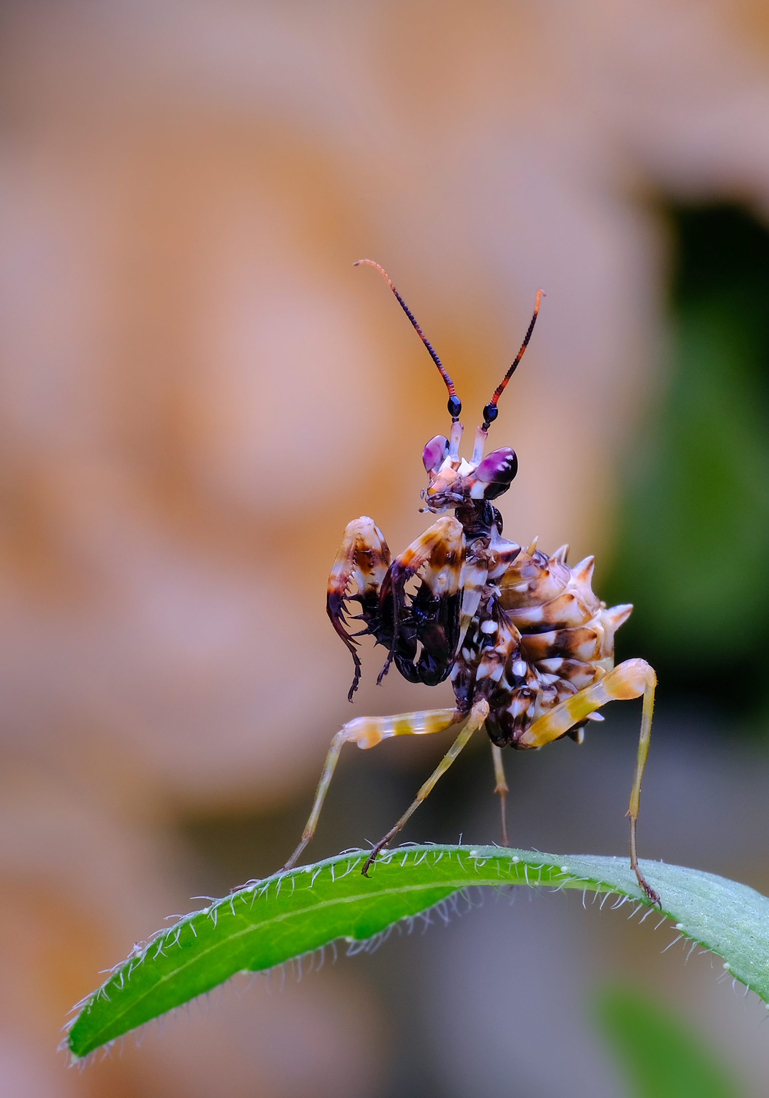 刺花螳螂 有多大图片