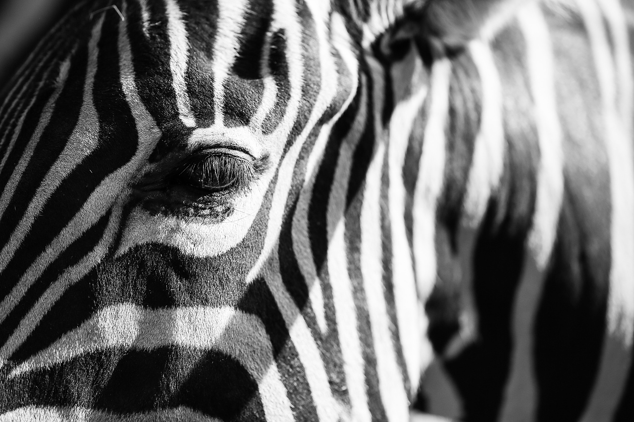 非洲肯尼亚——艺术品斑马|摄影|风光摄影|wxoxw - 原创作品 - 站酷 (ZCOOL)
