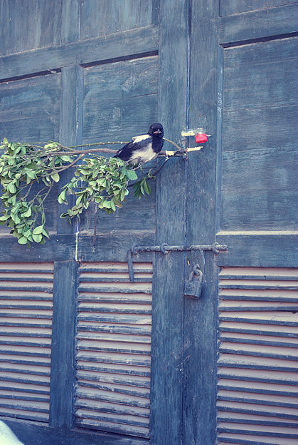我和小三的生活:动物篇