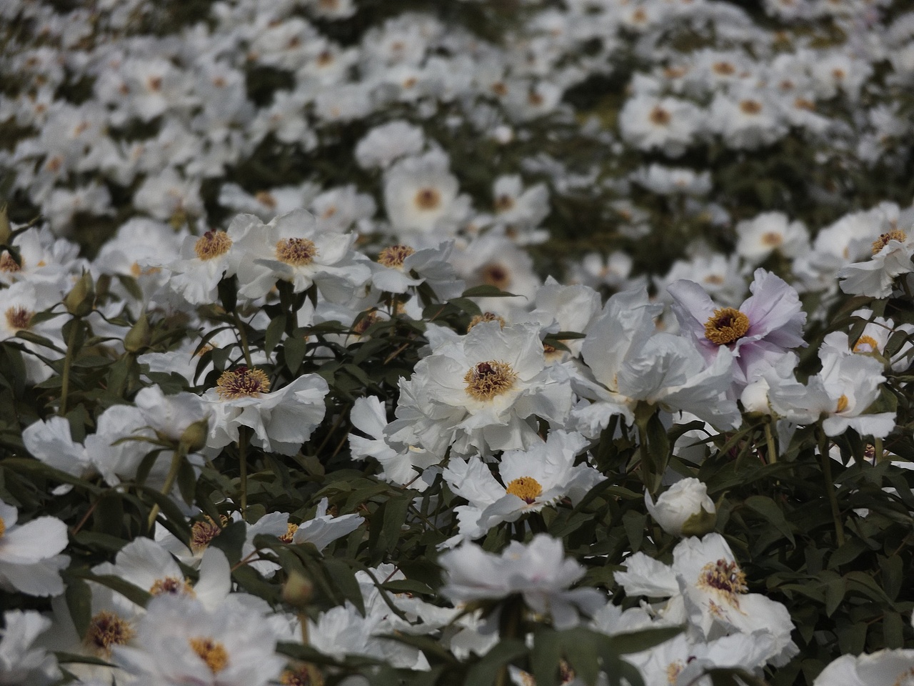 人间富贵花（图ZMjk2OTE4NzA0） - 风光摄影 - 站酷设计师王霸天是小仙女原创素材 - 站酷ZCOOL