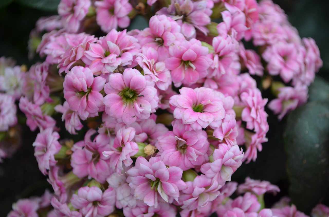 treeing宸森 —— 花里胡哨之花儿的花样年华