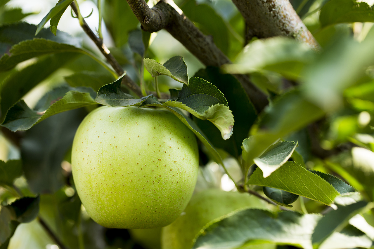 王林苹果 - 原创作品 - 站酷(zcool)