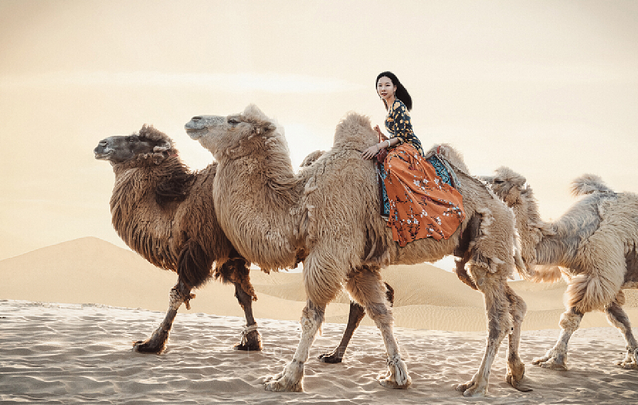 骆驼-北京赏石-图片