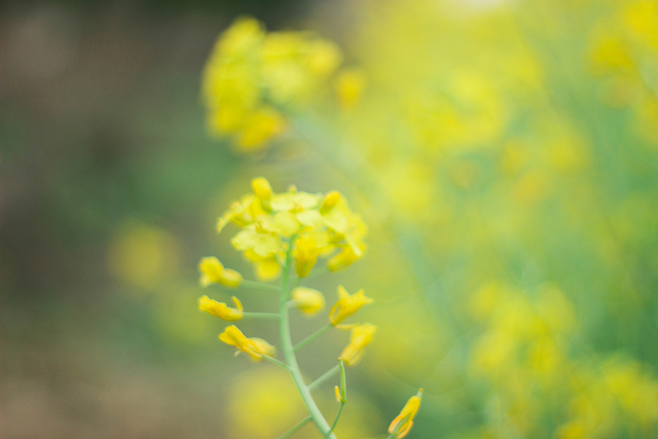 去油菜花田采花（图ZMjE1NDI1NjA0） - 人文/纪实摄影 - 站酷设计师鬼鬼思密达原创素材 - 站酷ZCOOL