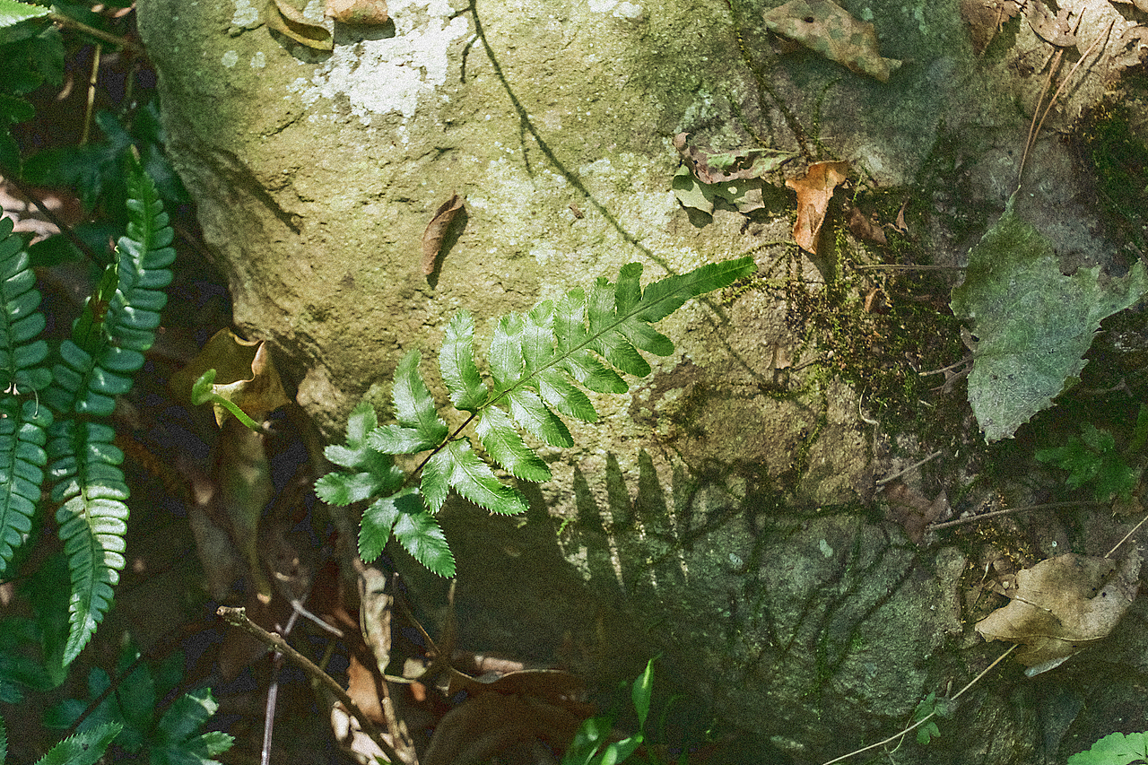 野生陽(yáng)光（圖ZMjc3ODkxMjEy） - 風(fēng)光攝影 - 站酷設(shè)計(jì)師只鳥原創(chuàng)素材 - 站酷ZCOOL