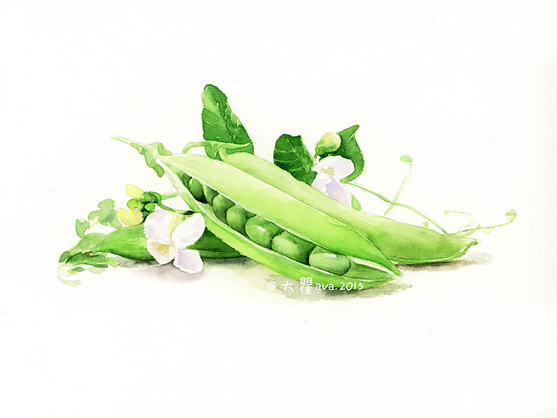 水彩蔬果-豆角|插画|商业插画|ava27 - 原创作品 - 站酷 (zcool)