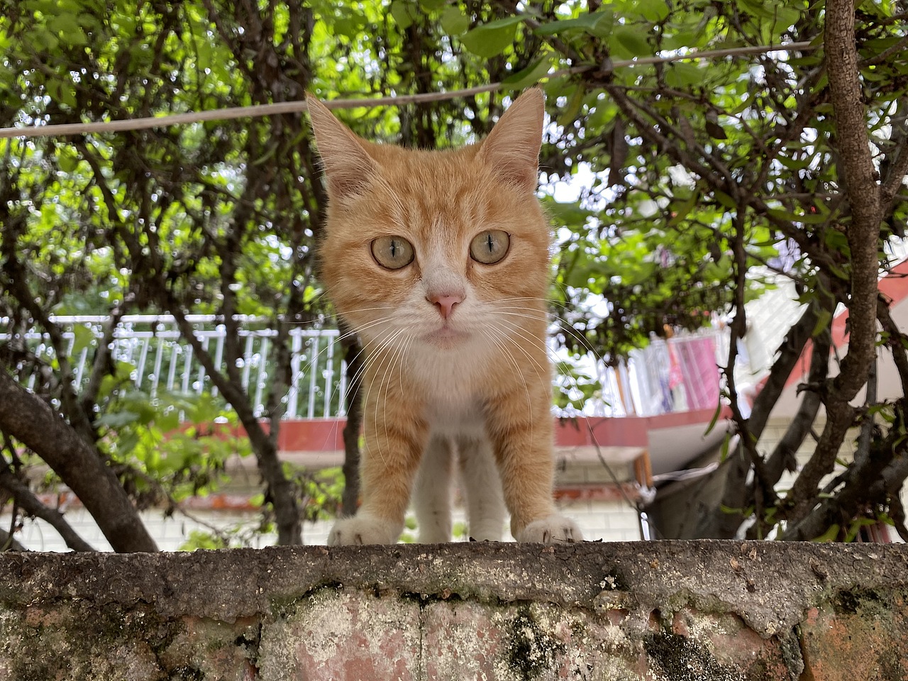 生活小照（圖ZMjU2NTc5MTQ4） - 人文/紀(jì)實(shí)攝影 - 站酷設(shè)計(jì)師蘑菇mm原創(chuàng)素材 - 站酷ZCOOL