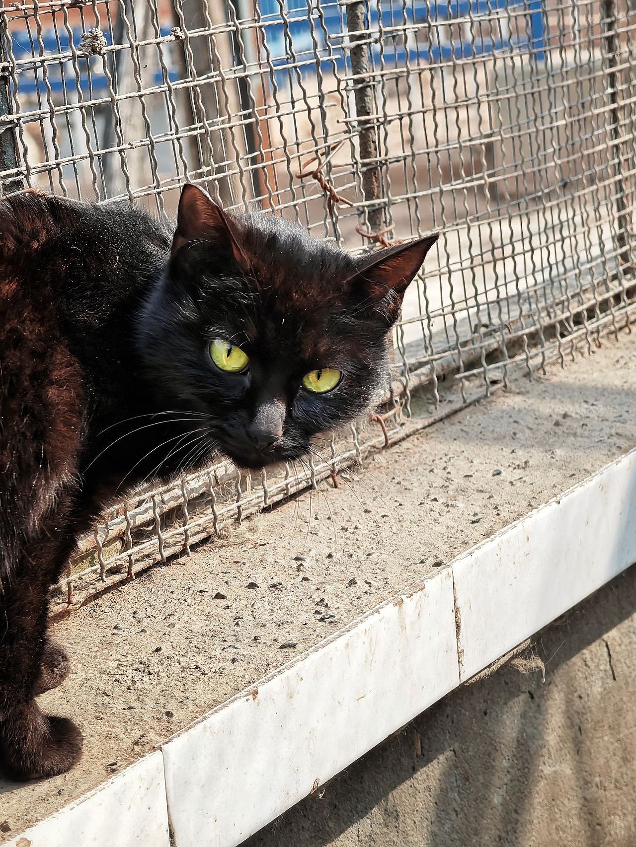 眼里有光 心中有爱（图ZMzM2MjU1OTcy） - 宠物摄影 - 站酷设计师大鹏映象原创素材 - 站酷ZCOOL