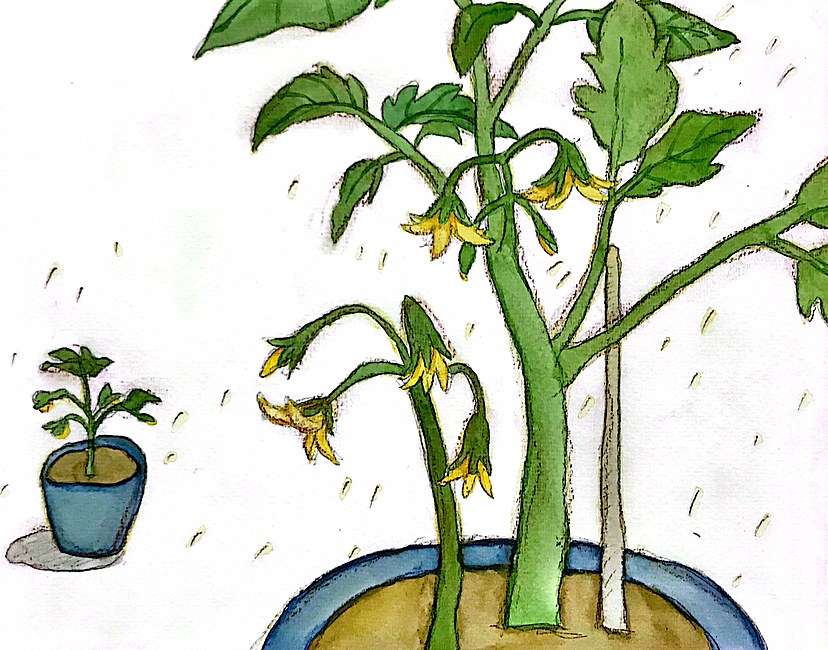 手绘儿童插画《番茄日记》（图ZMzY3MTc2ODY4） - 儿童插画 - 站酷设计师江中一条浪原创素材 - 站酷ZCOOL