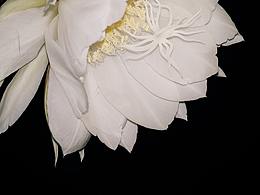 摄影 | 昙花一现