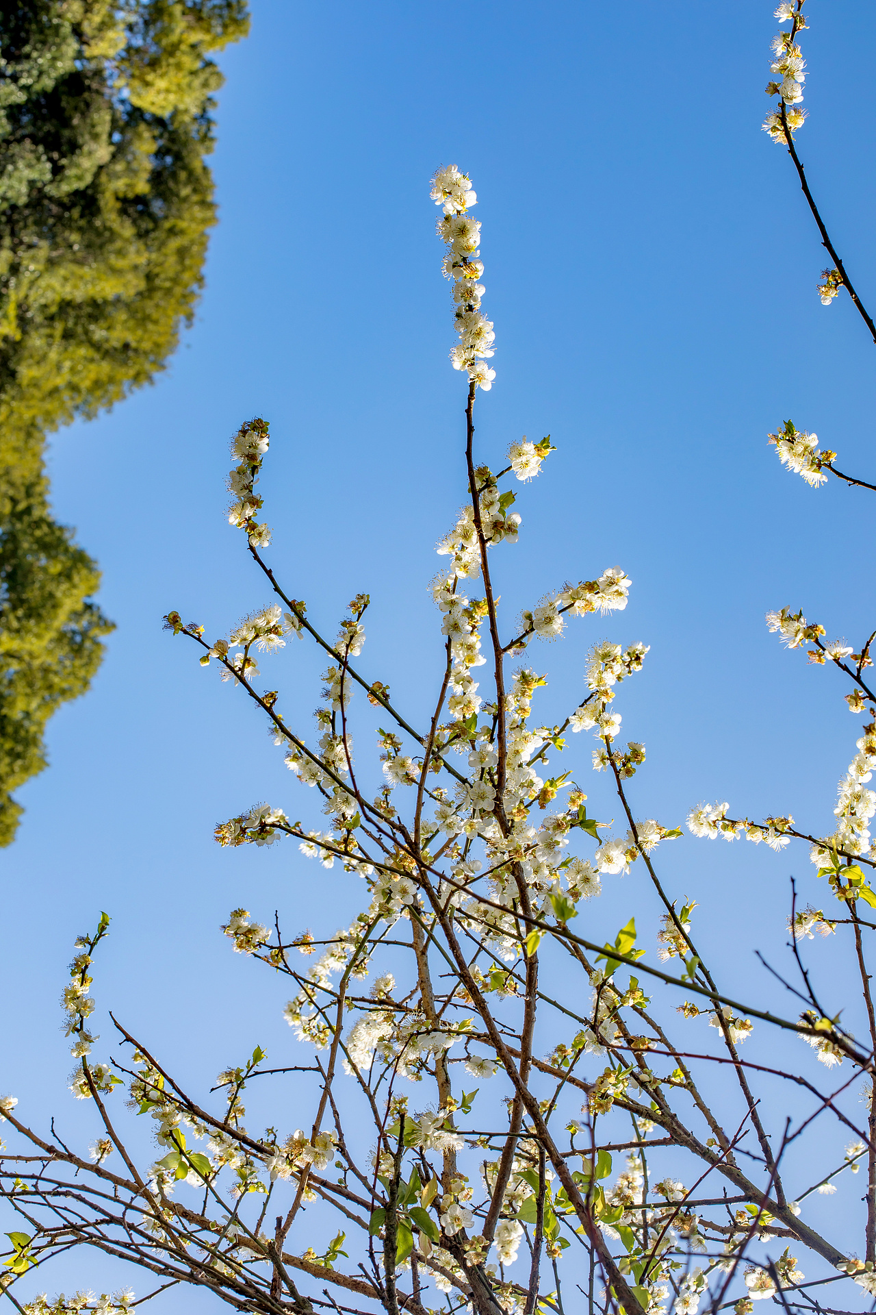永泰文埕湾赏梅（图ZMTkyNjE2NDg4） - 风光摄影 - 站酷设计师木易同楊原创素材 - 站酷ZCOOL