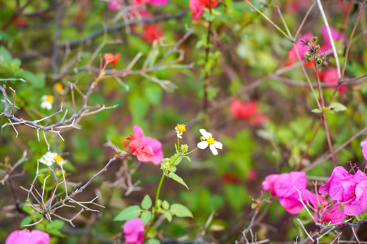 户外风光摄影-生活中处处是美景