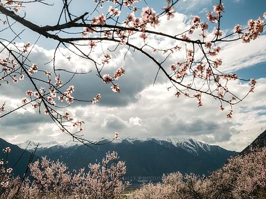 雪域桃花（个人主页-ZMjcxMTYxMjA=） - 风光摄影 - 站酷设计师蓝色韵律原创素材 - 站酷ZCOOL