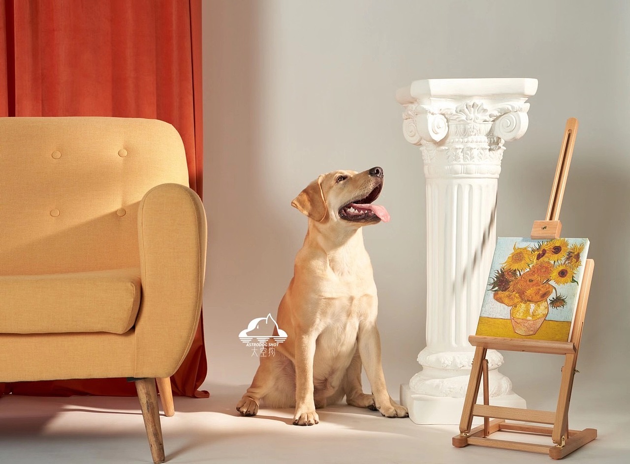 太空狗宠物摄影 画家拉布拉多写真