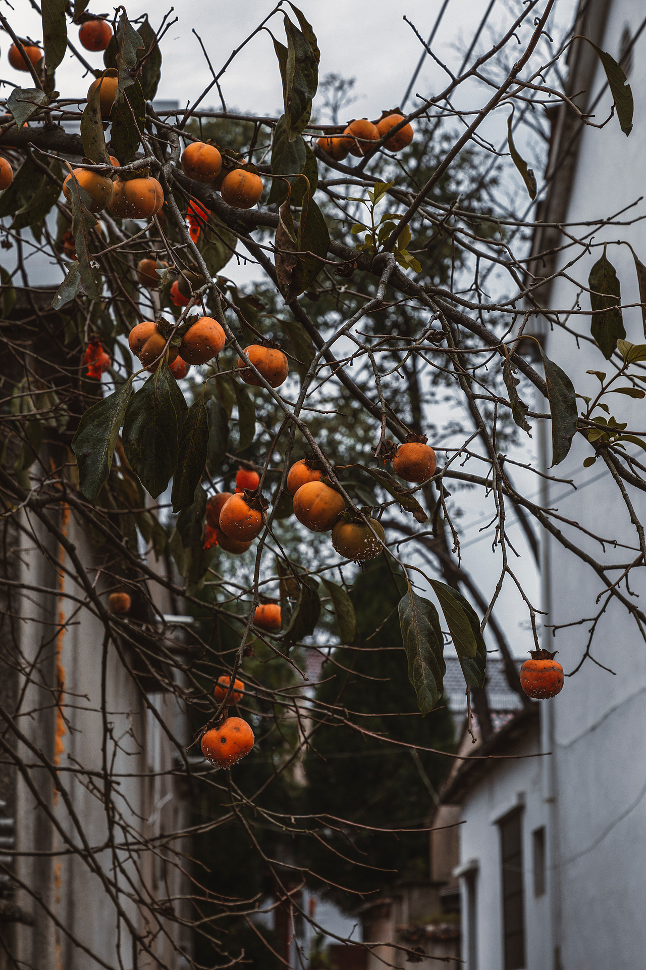 随处可见的农村场景（图ZMjI3MTIyNzA4） - 人文/纪实摄影 - 站酷设计师我有条狗叫汤圆原创素材 - 站酷ZCOOL