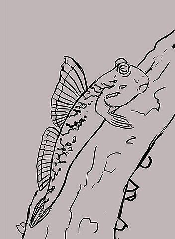 为杂志做的科普插画,内容为爬在秋茄红树林树根上的银线弹涂鱼步骤图
