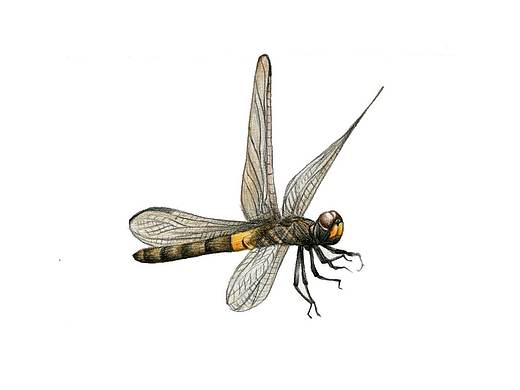 蜻蜓（个人主页-ZNDg3NDk0ODA=） - 绘本 - 站酷设计师丑瓶瓶原创素材 - 站酷ZCOOL